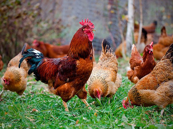 Породы куриц | ЗооТом - продажа, вязка и услуги для животных в Плавске