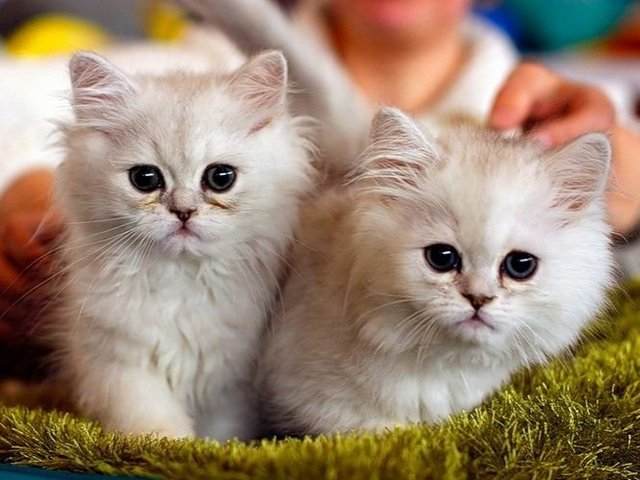 Породы кошек в Плавске | ЗооТом портал о животных