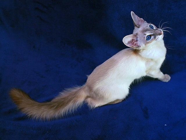 Выведенные породы кошек в Плавске | ЗооТом портал о животных