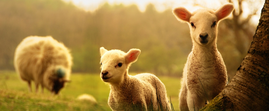 Объявления о сельскохозяйственных животных | ЗооТом - продажа, вязка и услуги для животных в Плавске