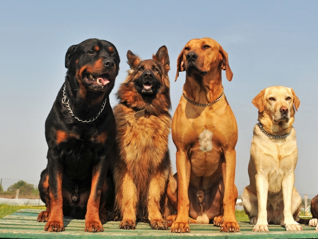 Крупные породы собак в Плавске | ЗооТом портал о животных