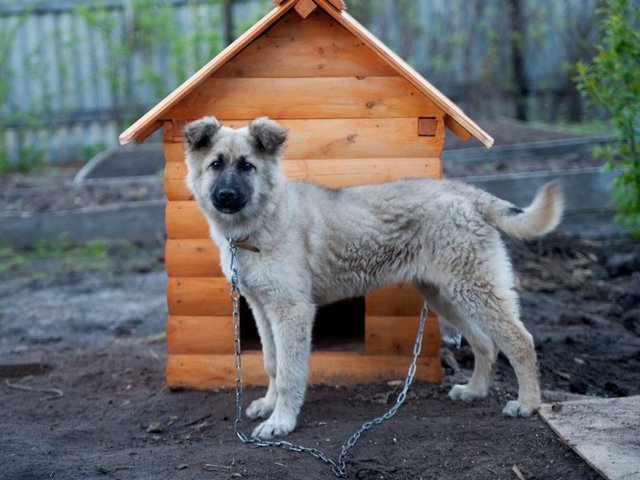 Все о собаках в Плавске